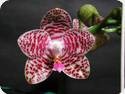 Phal. Brother Glory 'Long Fong' AM/AOS